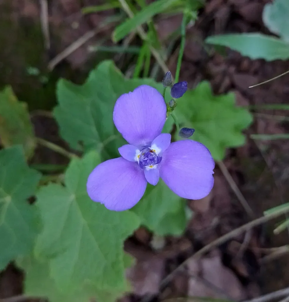 Ennealophus Euryandrus