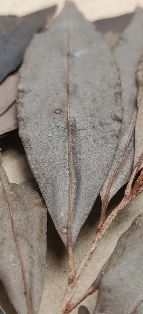 Ardisia Agasthyamalayana