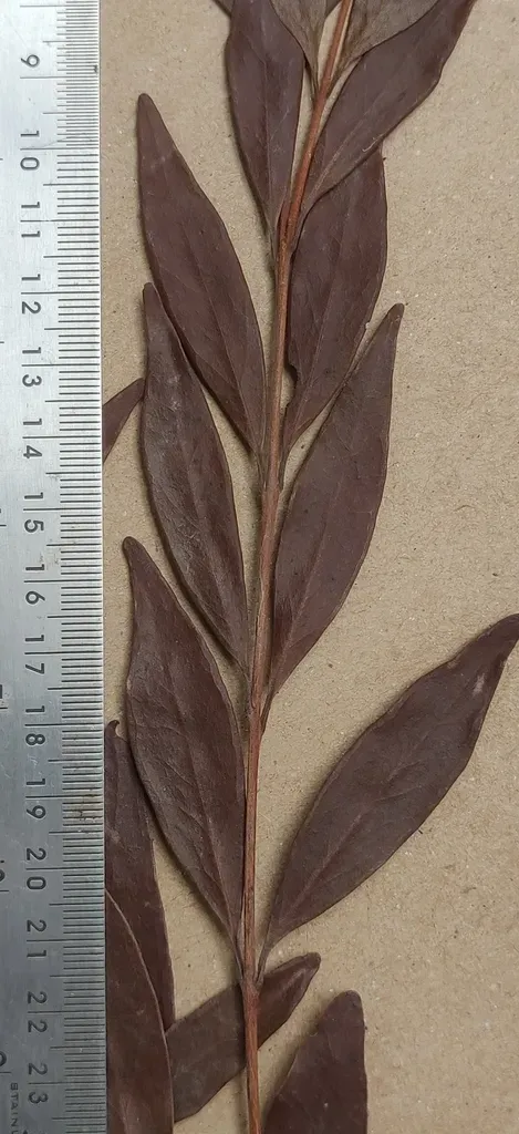 Eugenia Rottleriana