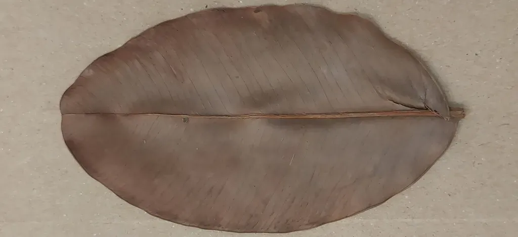 Garcinia Rubroechinata