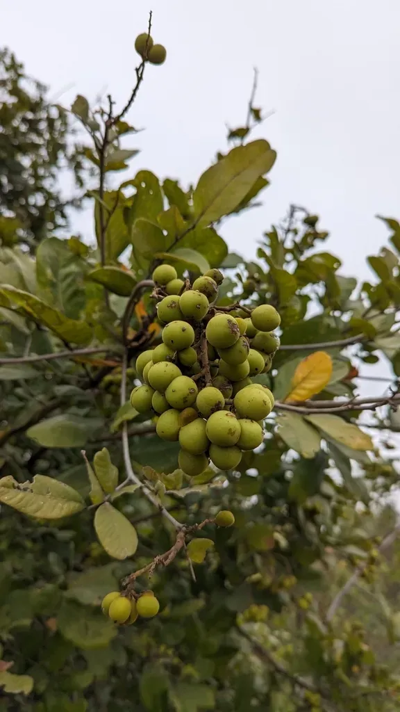 Sapindus Emarginatus