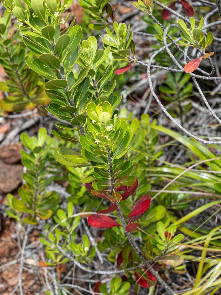 Peripterygia Marginata