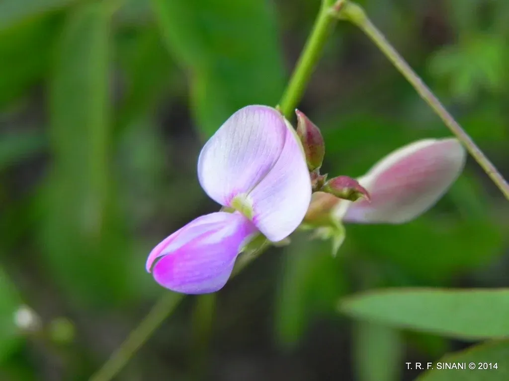 Camptosema Paraguariense
