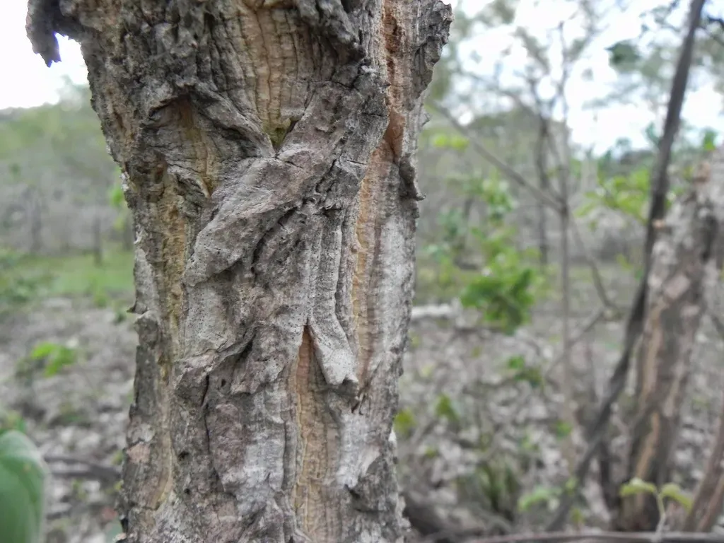 Aspidosperma Flaviflorum