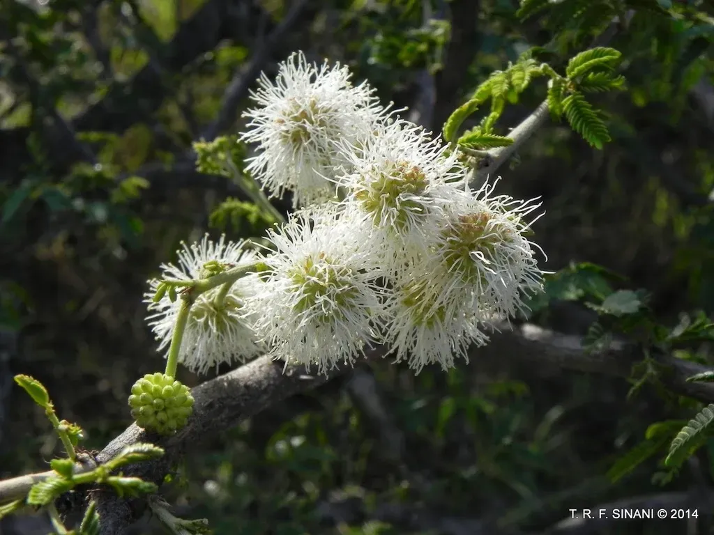 Mimosa Hexandra