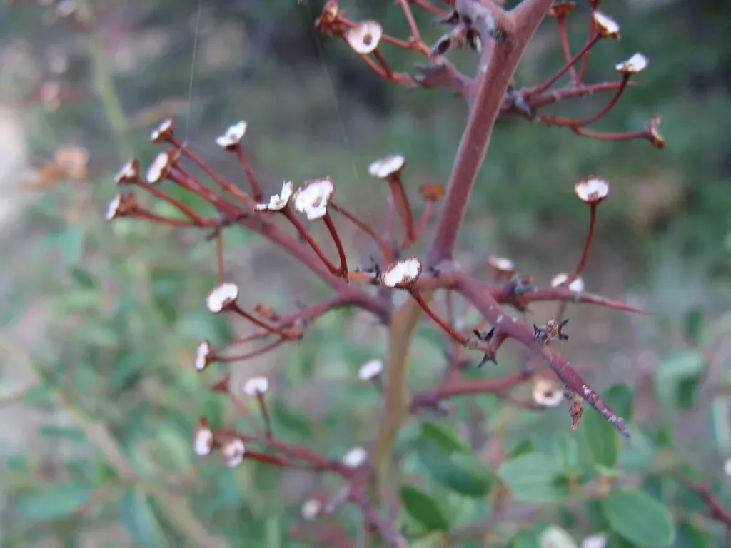 Ceanothus Buxifolius