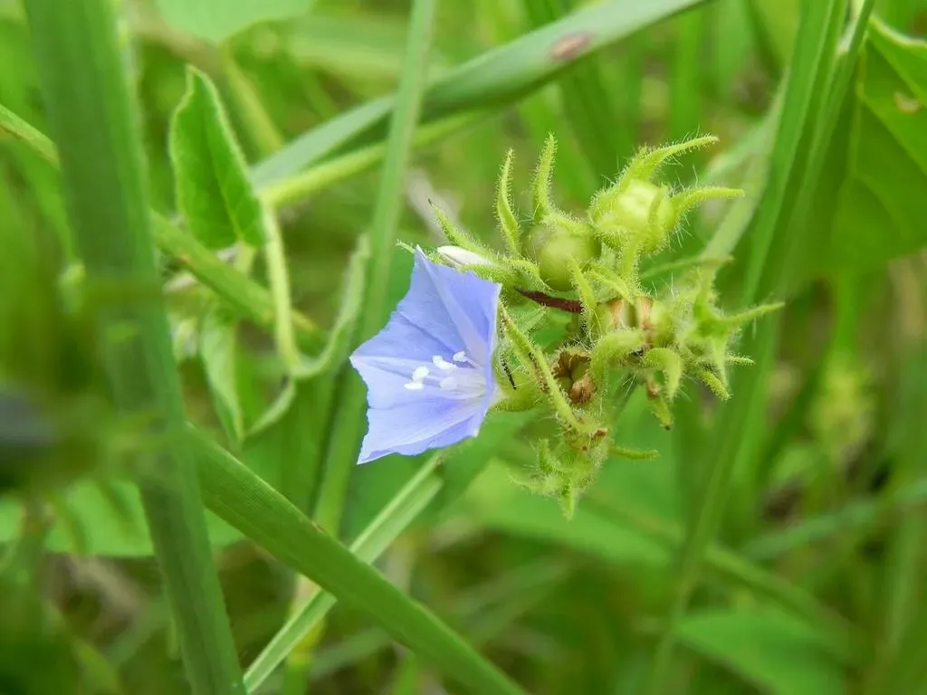 Midnight-blue Clustervine