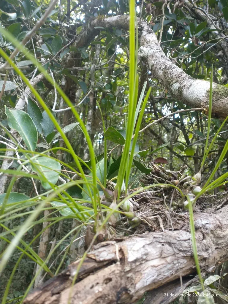 María's Encyclia