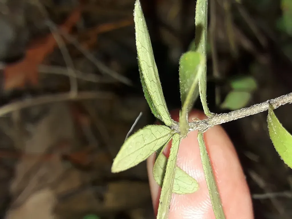 Pittosporum Pimeleoides