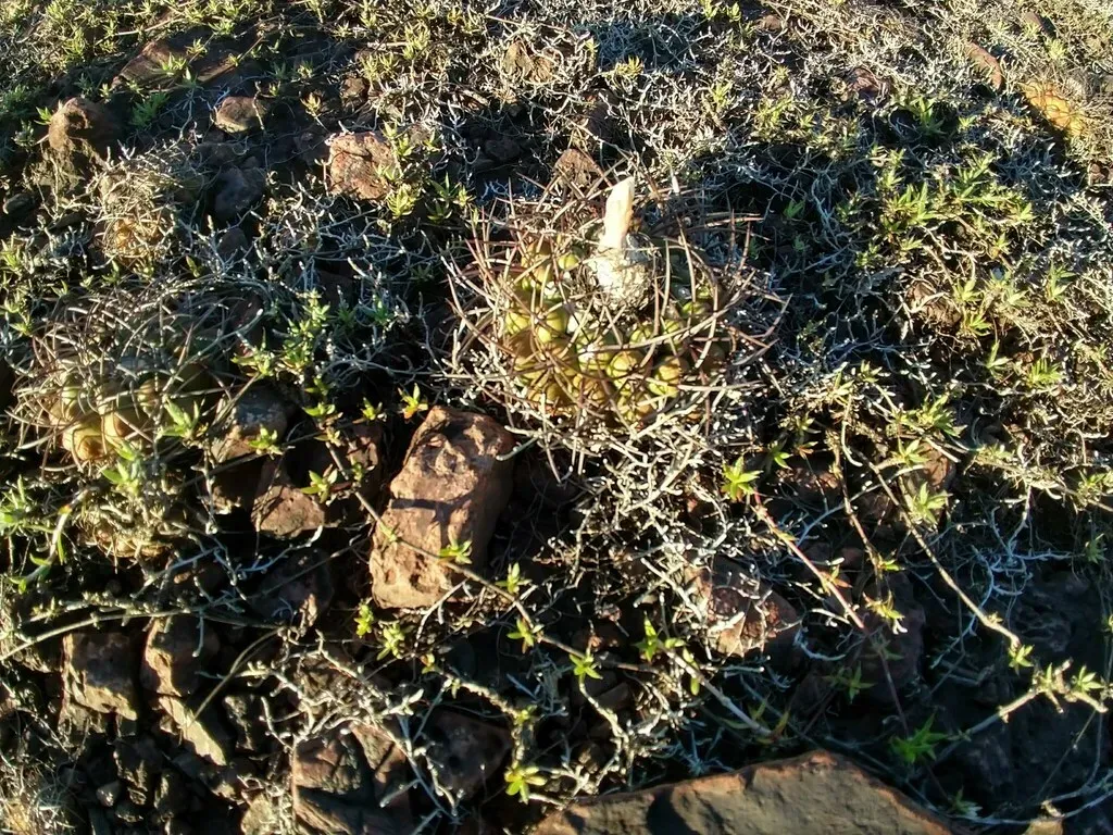 Discocactus Ferricola