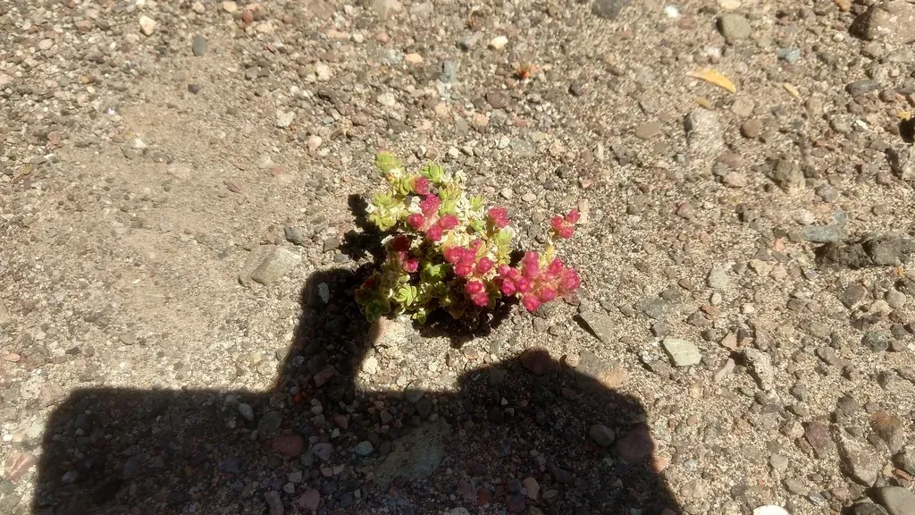 Cistanthe Celosioides