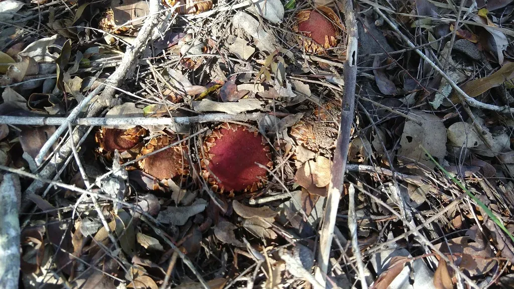 Langsdorffia Hypogaea