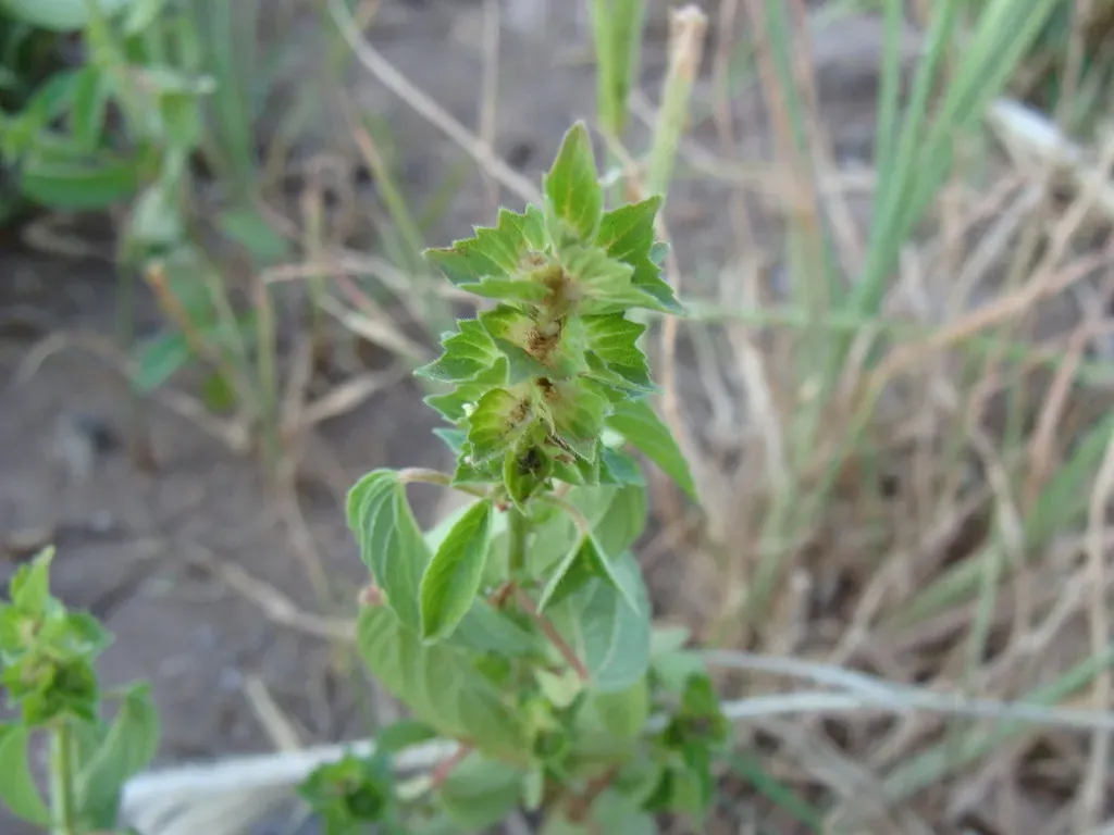 New Mexico Copperleaf