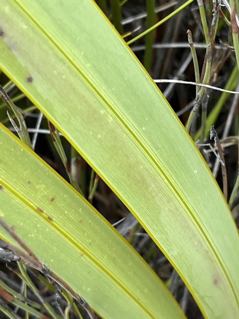 Watsonia Marlothii