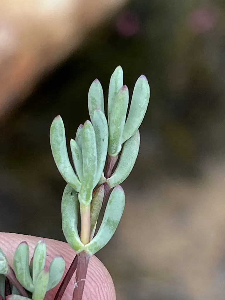 Lampranthus Swartbergensis