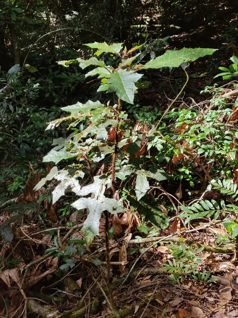 Solanum Inaequilaterum