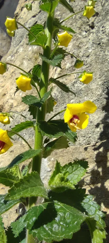 Verbascum Levanticum