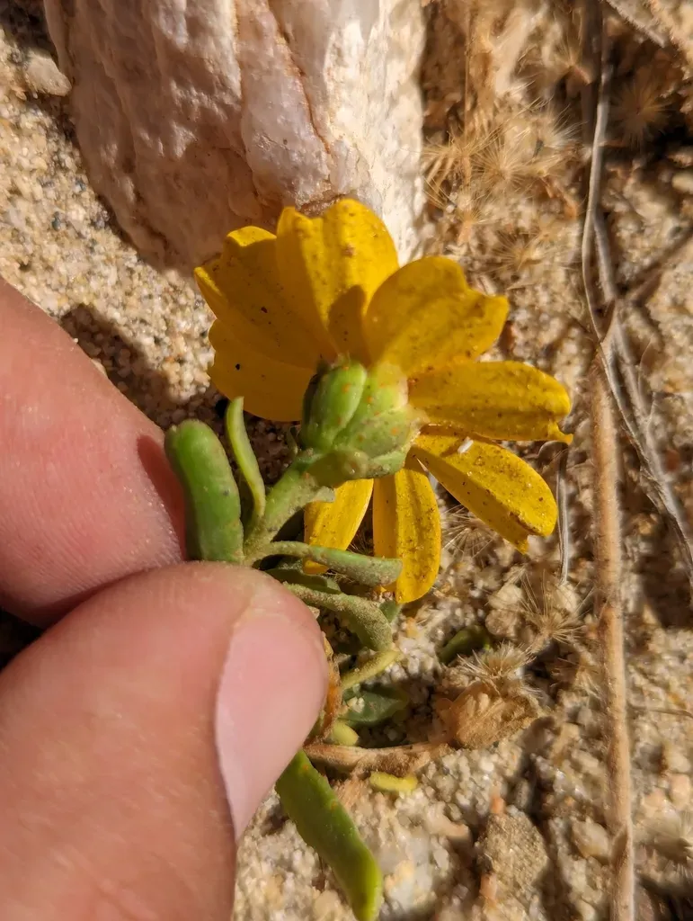 Boeberastrum Litorale