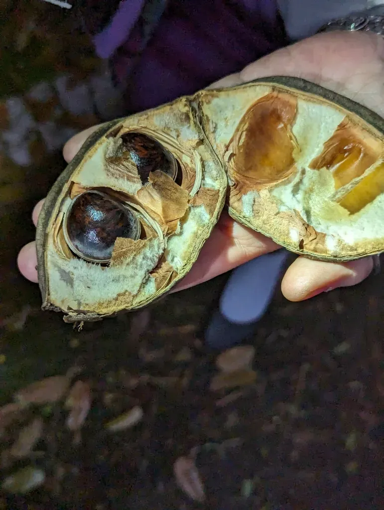 Macropsychanthus Comosus