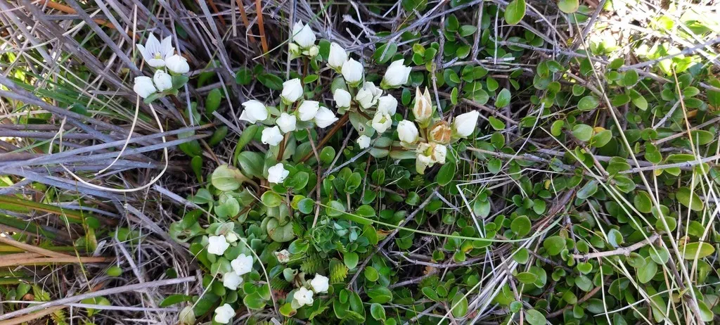 Gentianella Stevenii