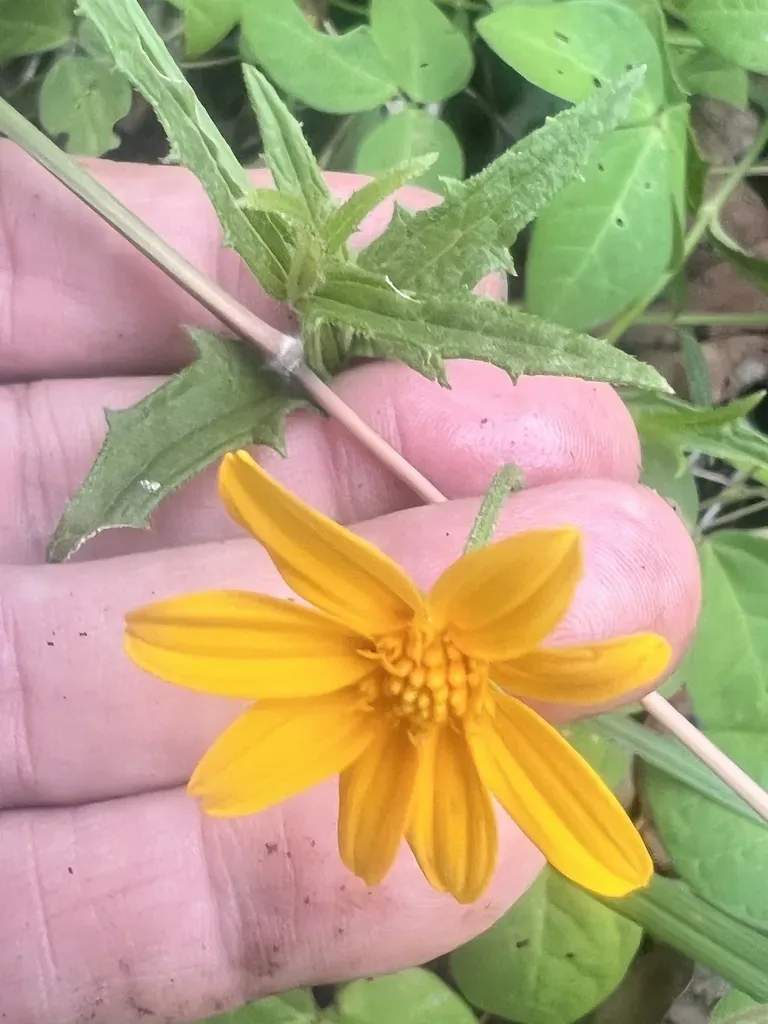 Apowollastonia Spilanthoides