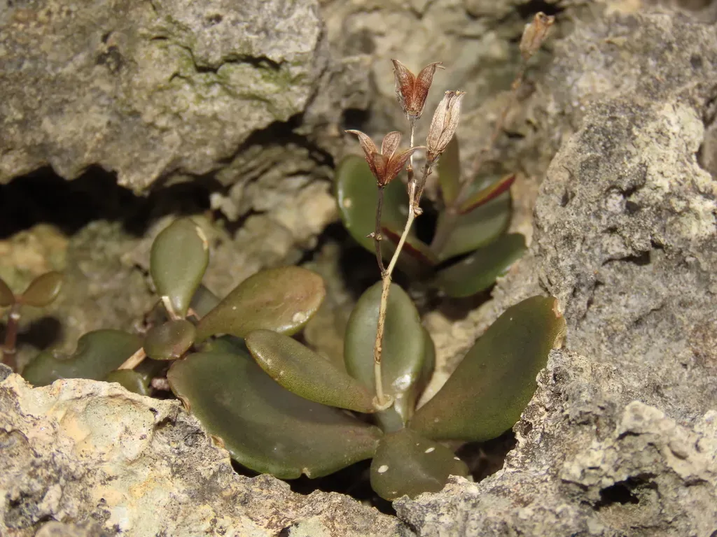 Kalanchoe Garambiensis
