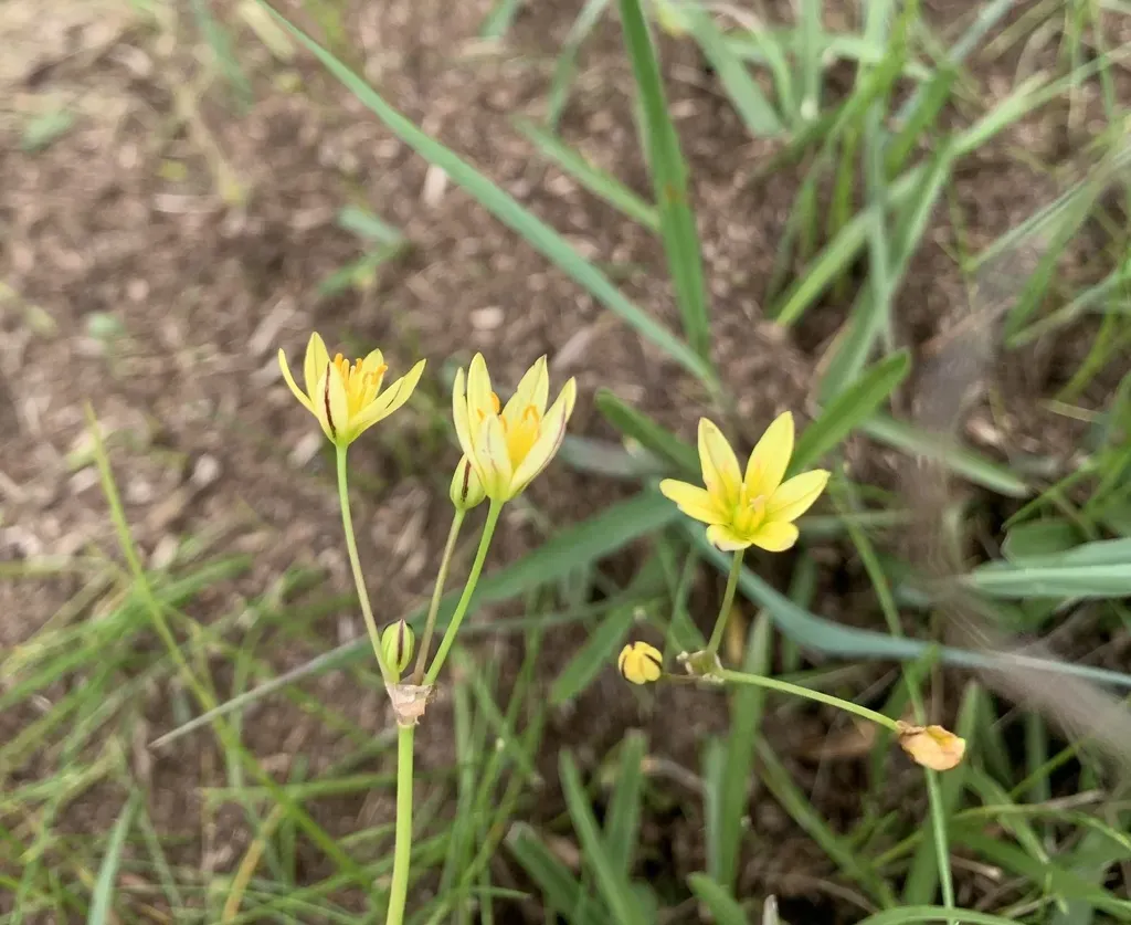 Nothoscordum Montevidense