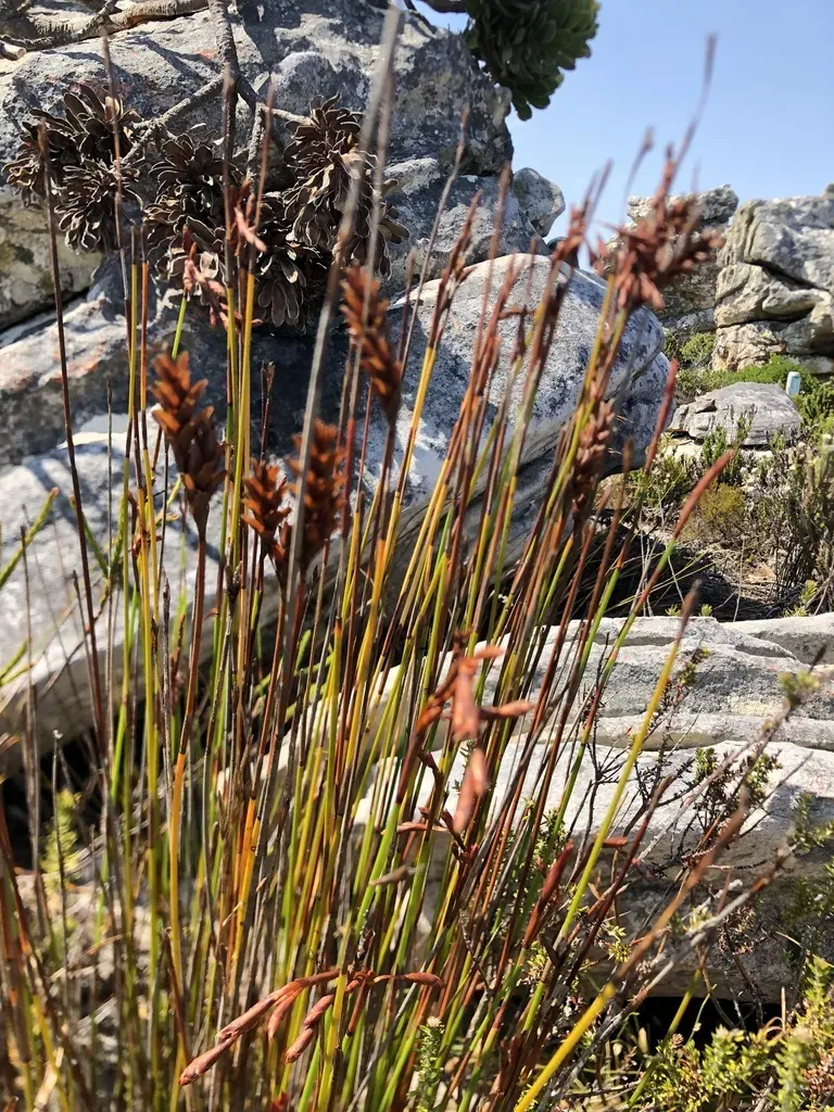 Peninsula Tasslereed