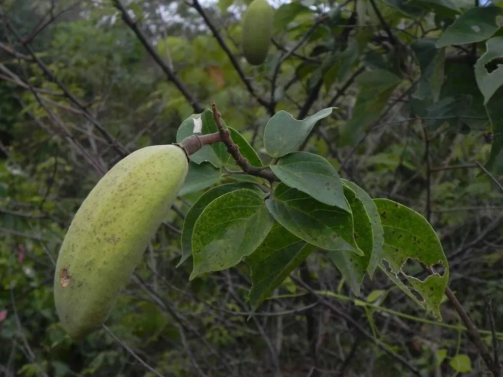 Amphilophium Elongatum