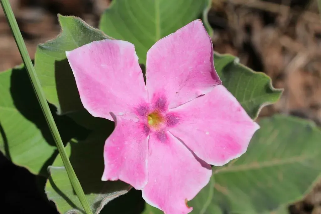 Mandevilla Illustris