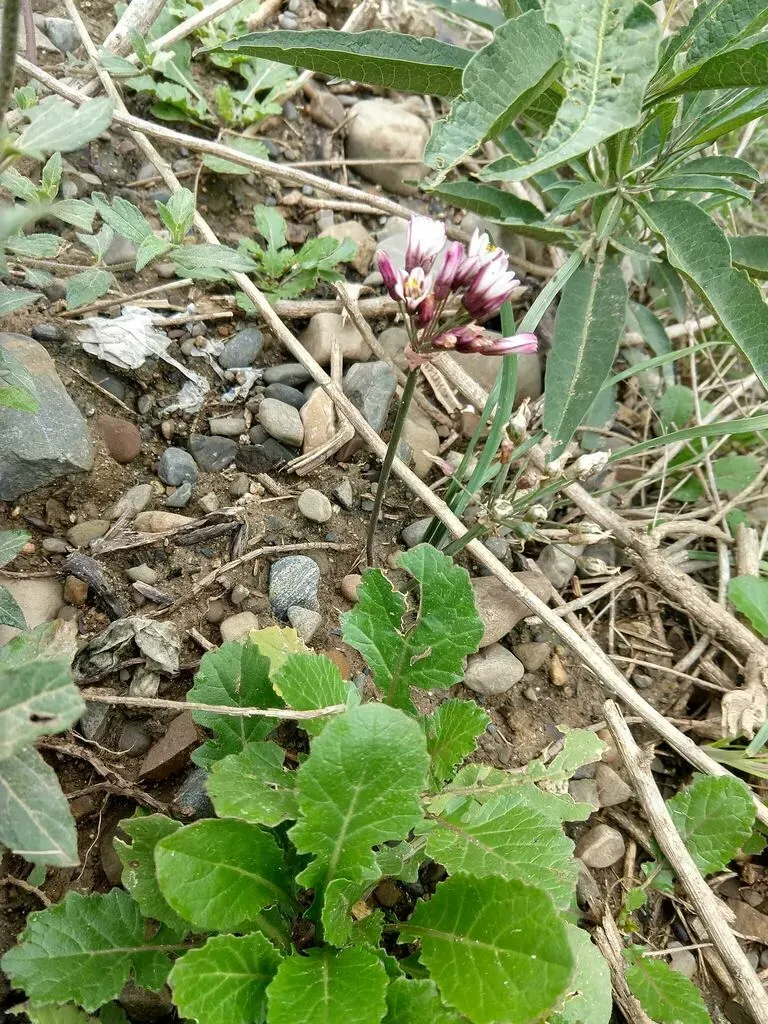 Nothoscordum Andicola