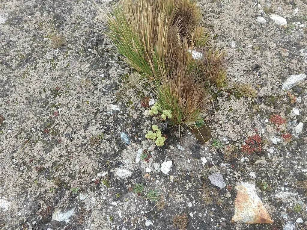 Saxifraga Boussingaultii