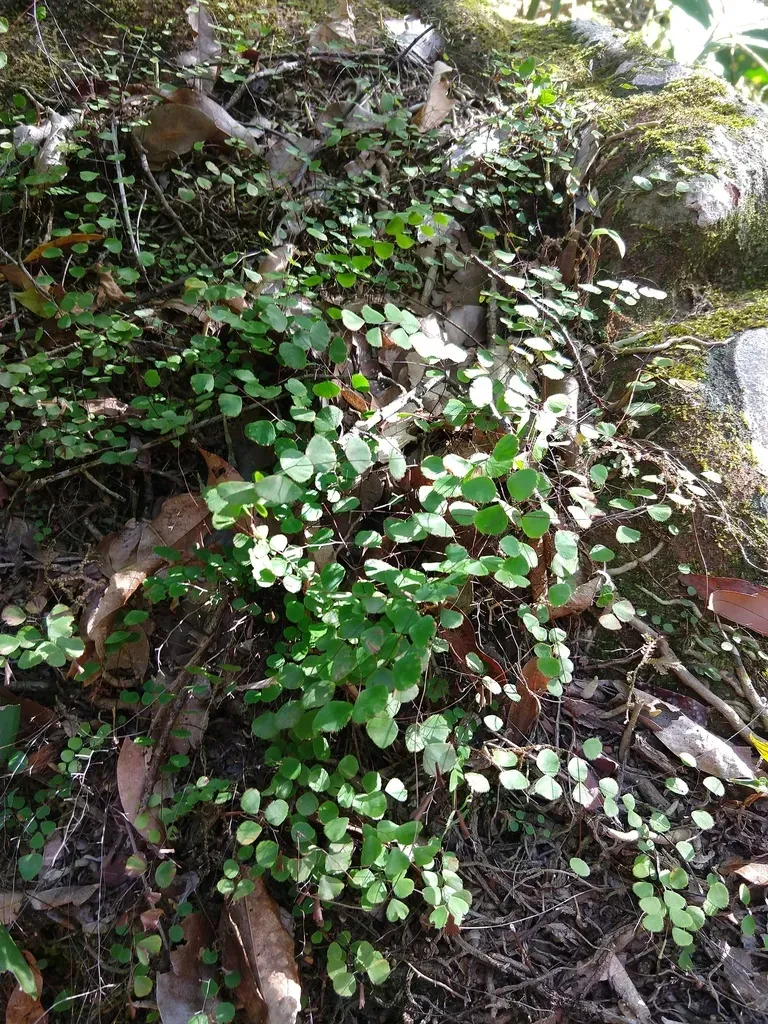 Adiantum Delicatulum