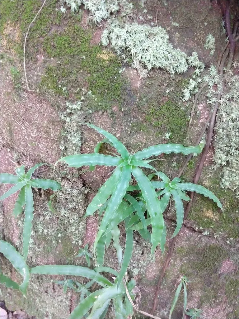 Fosterella Hatschbachii