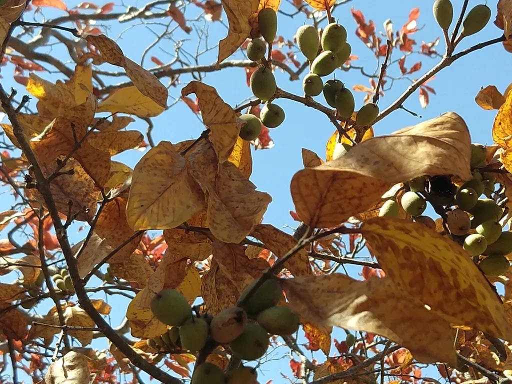 Callisthene Fasciculata