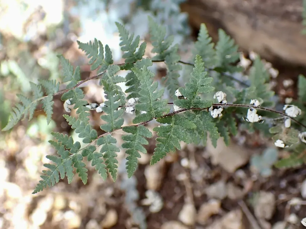 Gray's Cloak Fern