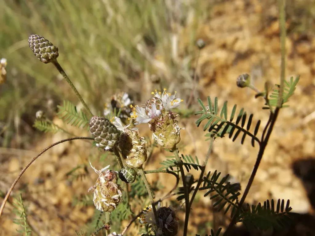 Lumholtz's Prairie Clover