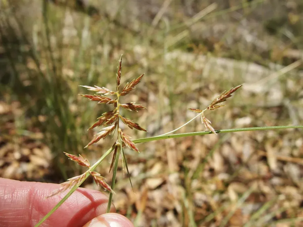 Cyperus Hypopitys