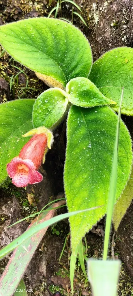 Kohleria Peruviana