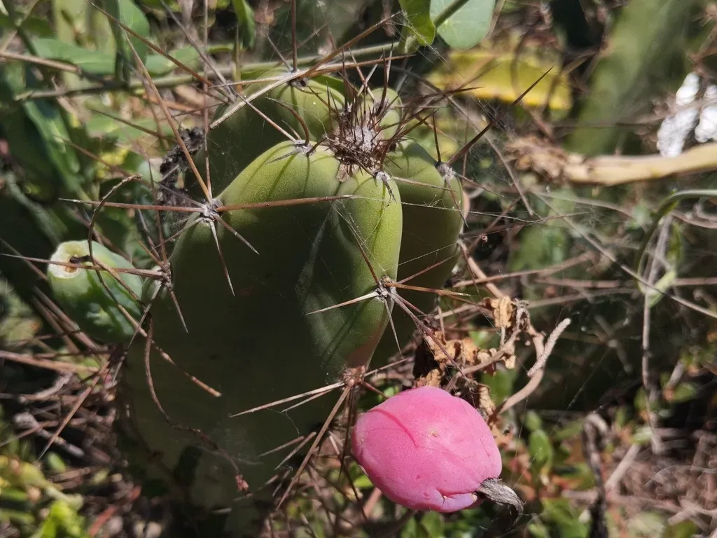 Cereus Fernambucensis