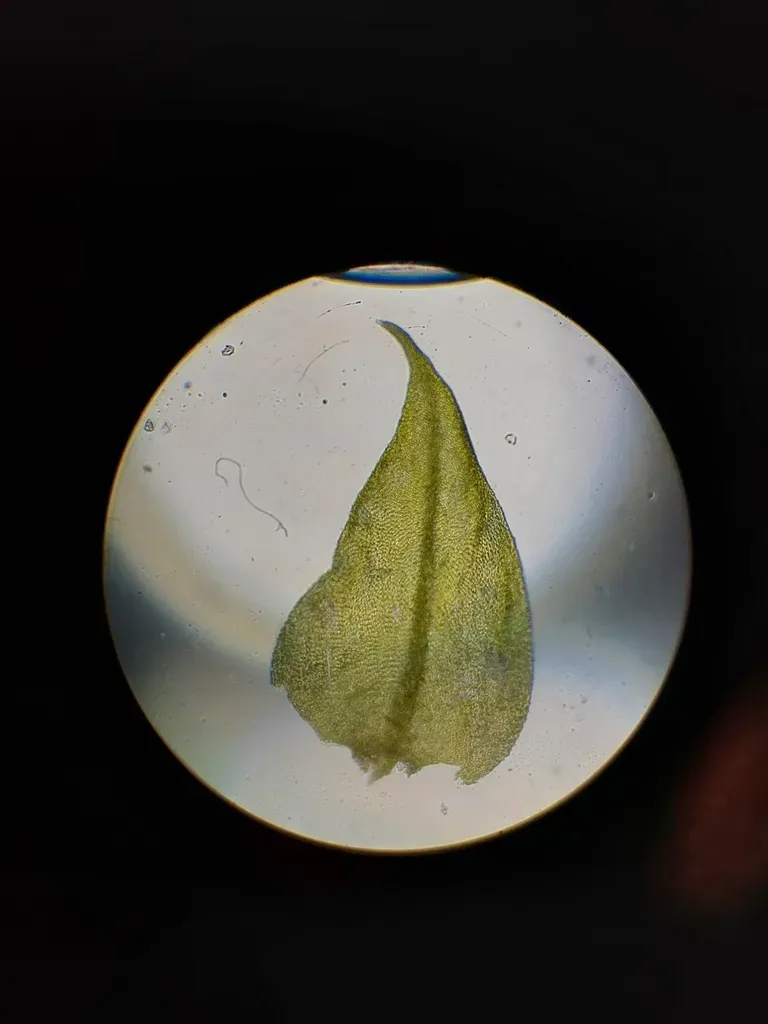 Cratoneuropsis Relaxa