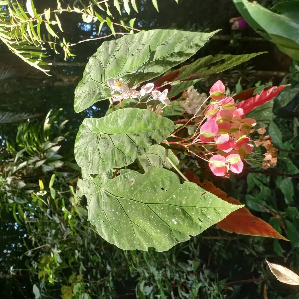 Begonia Pilgeriana