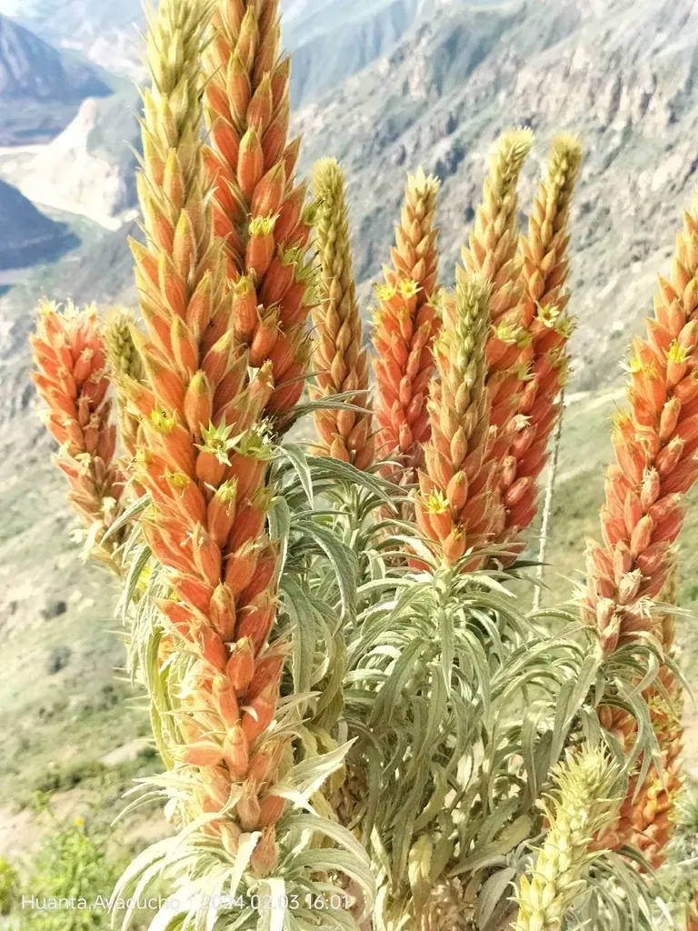 Malesherbia Weberbaueri