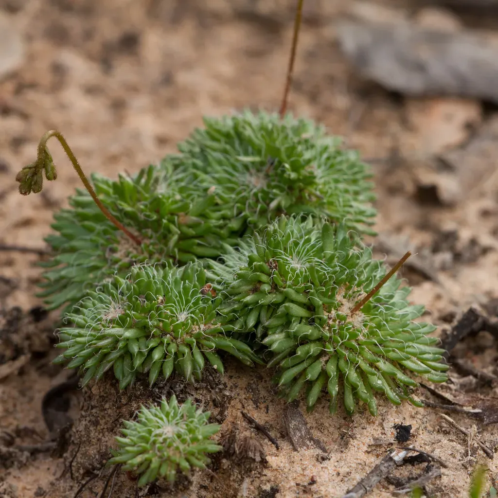 Grampians Triggerplant