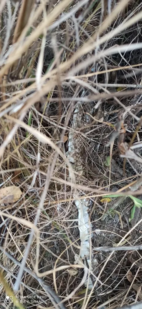 Lophophytum Mirabile