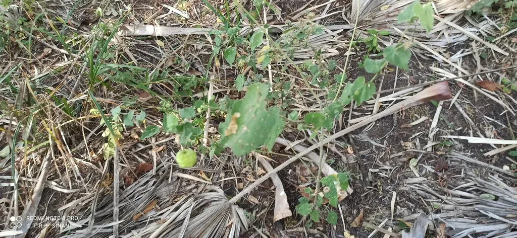 Herissantia Intermedia