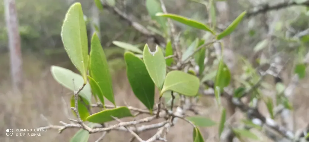 Maytenus Viscifolia