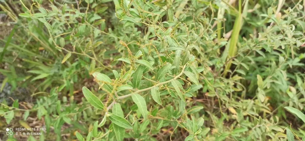 Microstachys Daphnoides
