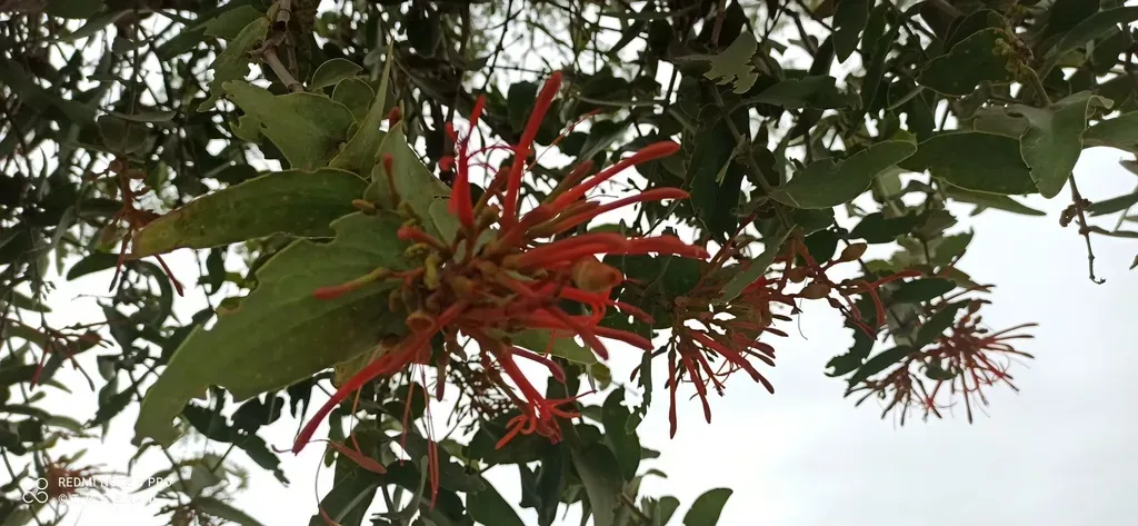 Psittacanthus Cordatus