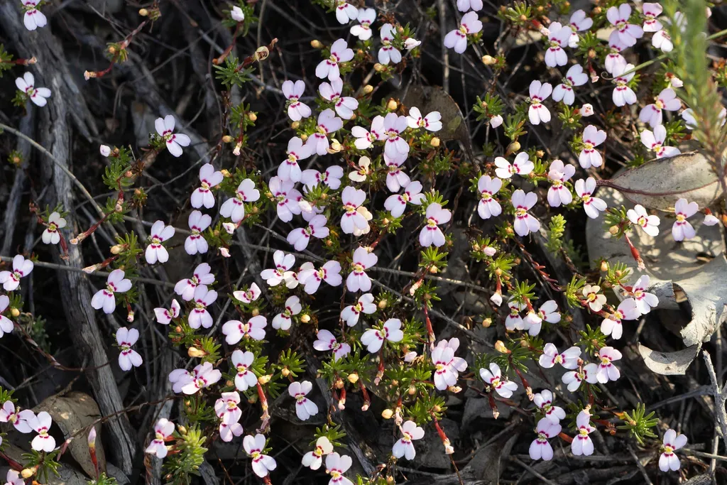 Stylidium Pingrupense